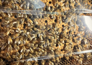 Kaseta z pszczołami rekwizyt podczas lekcji o monarchii