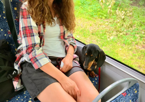 Pani Marta Piotrowska siedzi w autobusie z psem jamnikiem